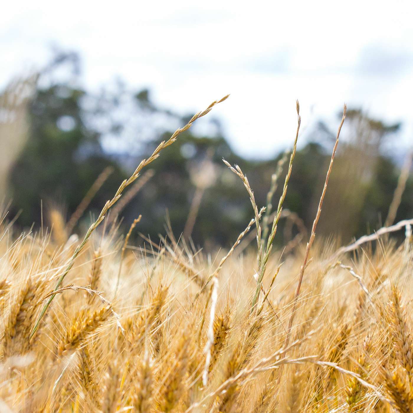 Setting up your harvester for HWSC and practical resistance testing tips