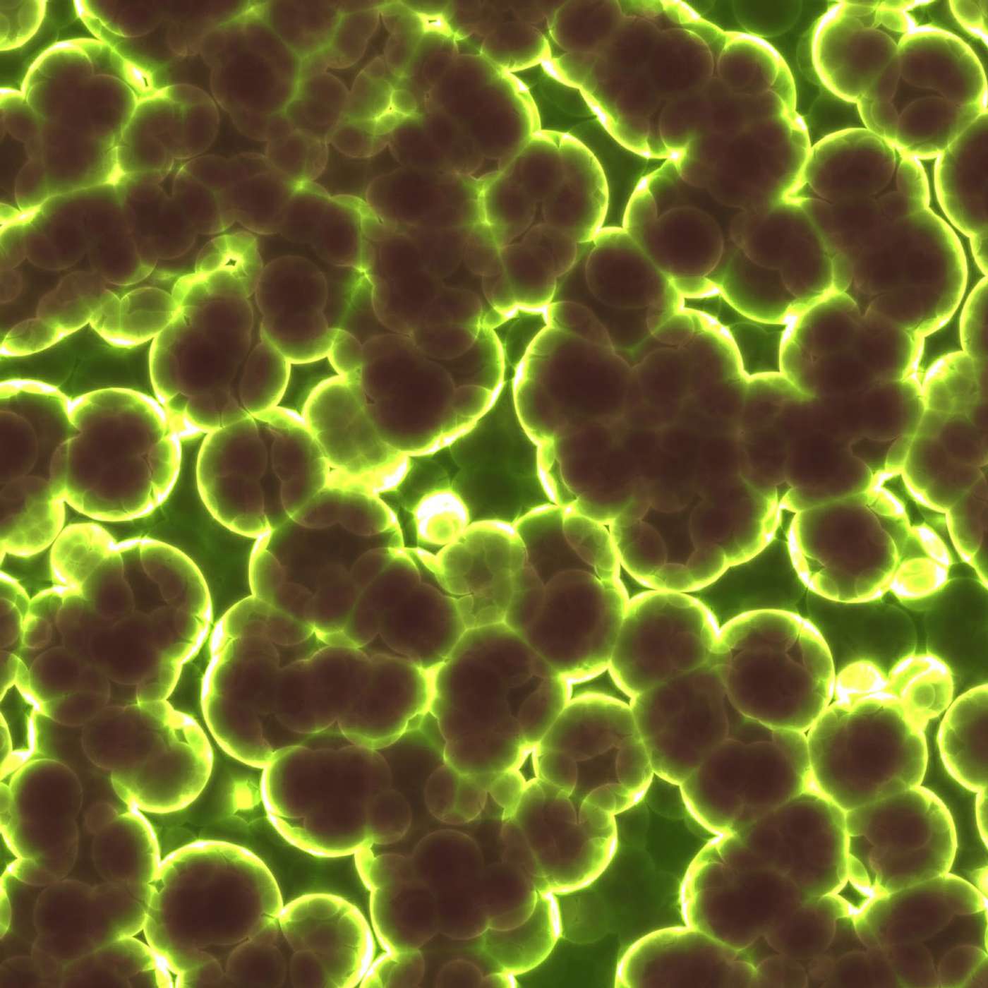 How Energy Flow Shapes the Evolution of Life