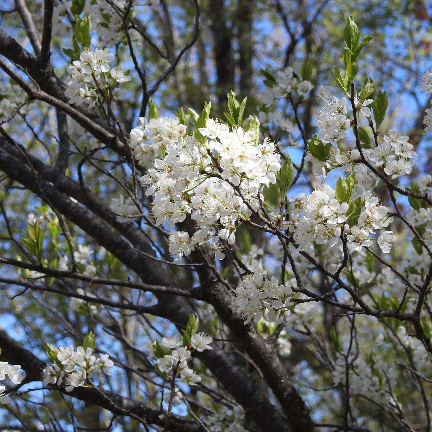 PEAR TREE BLOSSOMS