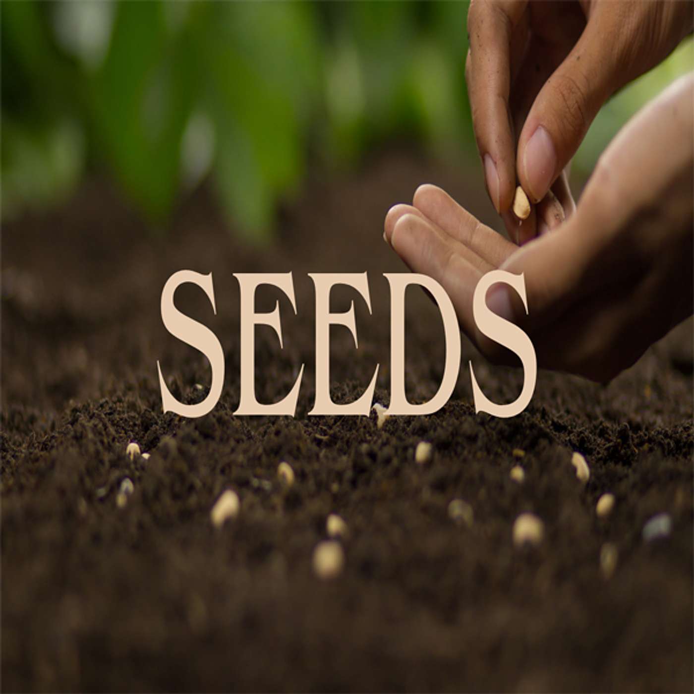 Seeds | Daneen Bottler | December 28th 2025 Seeds | Daneen Bottler | December 28th 2025
