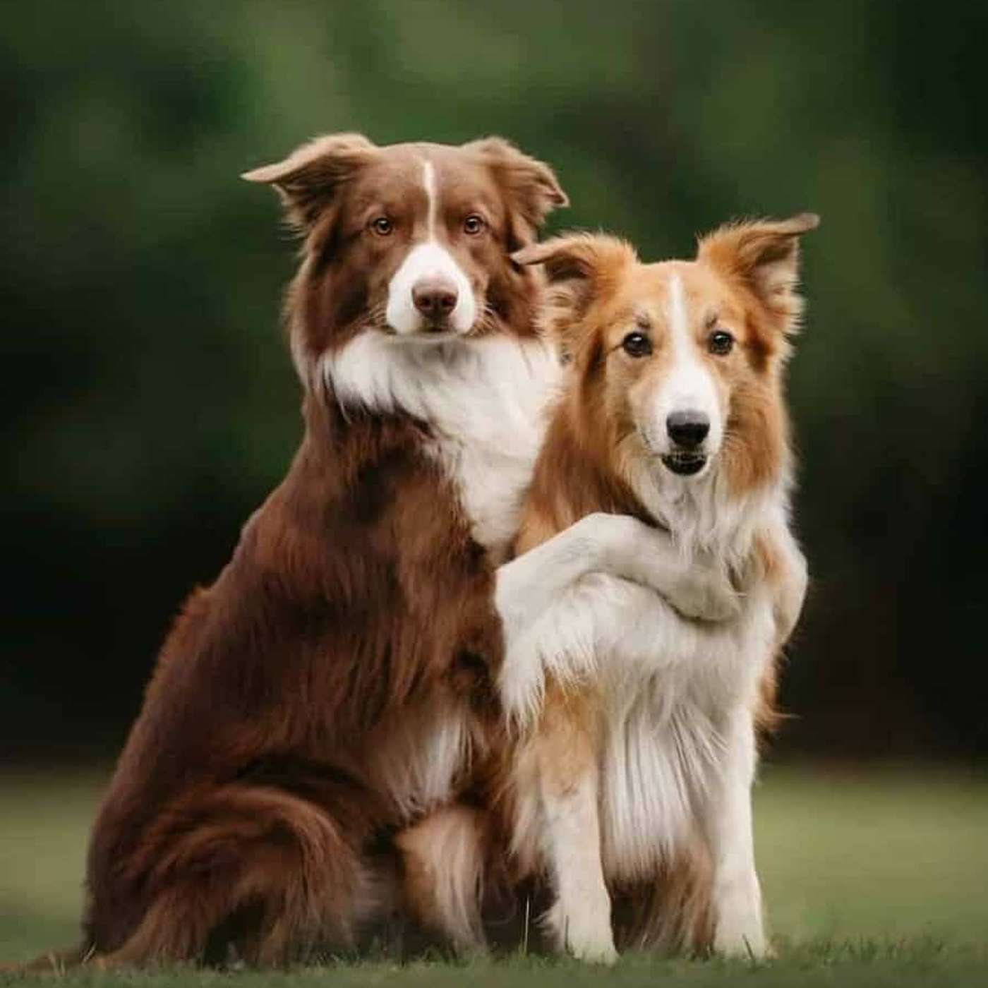 Episode #276 Readings & Riffs #206 Dogs Love episode artwork
