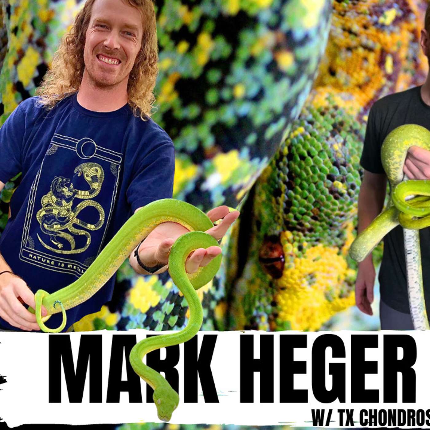 Is Mark Heger The Green Tree Python Yellow Neonate Savior? | All In The Tree Tuesday