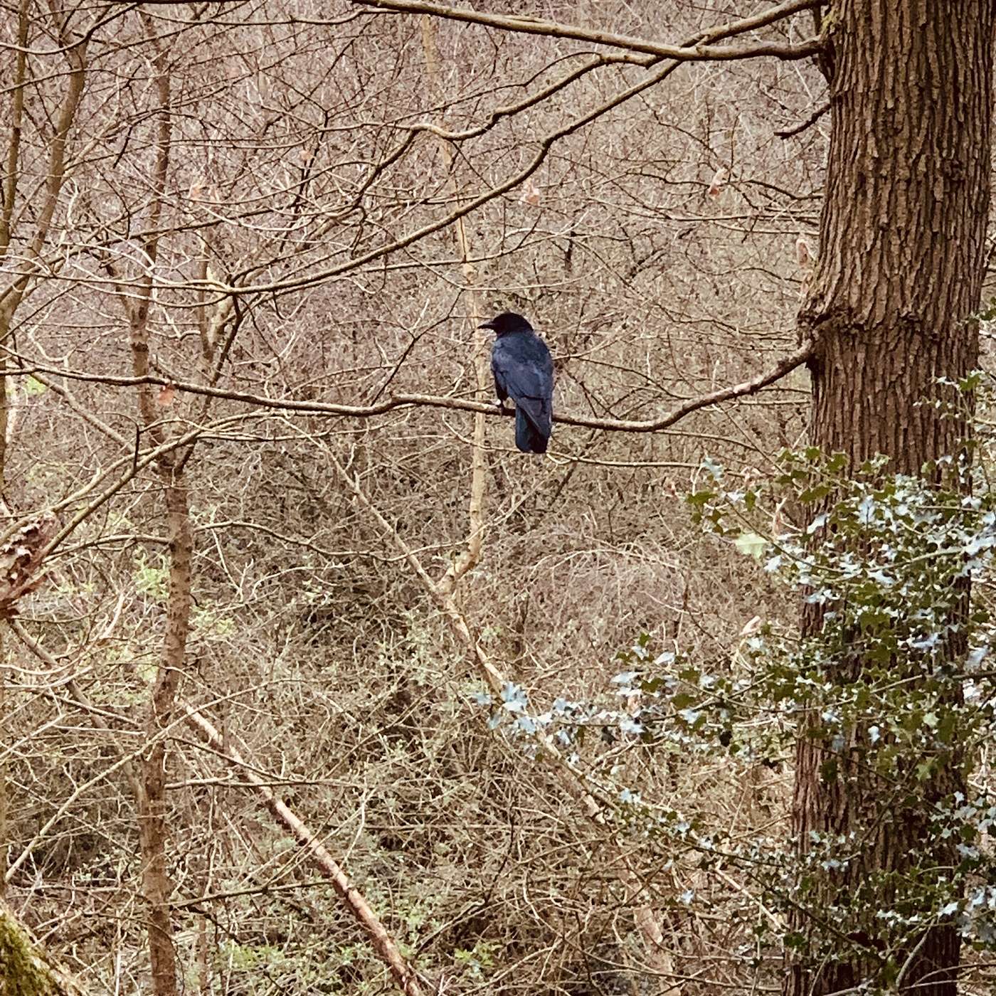 Park Creatures