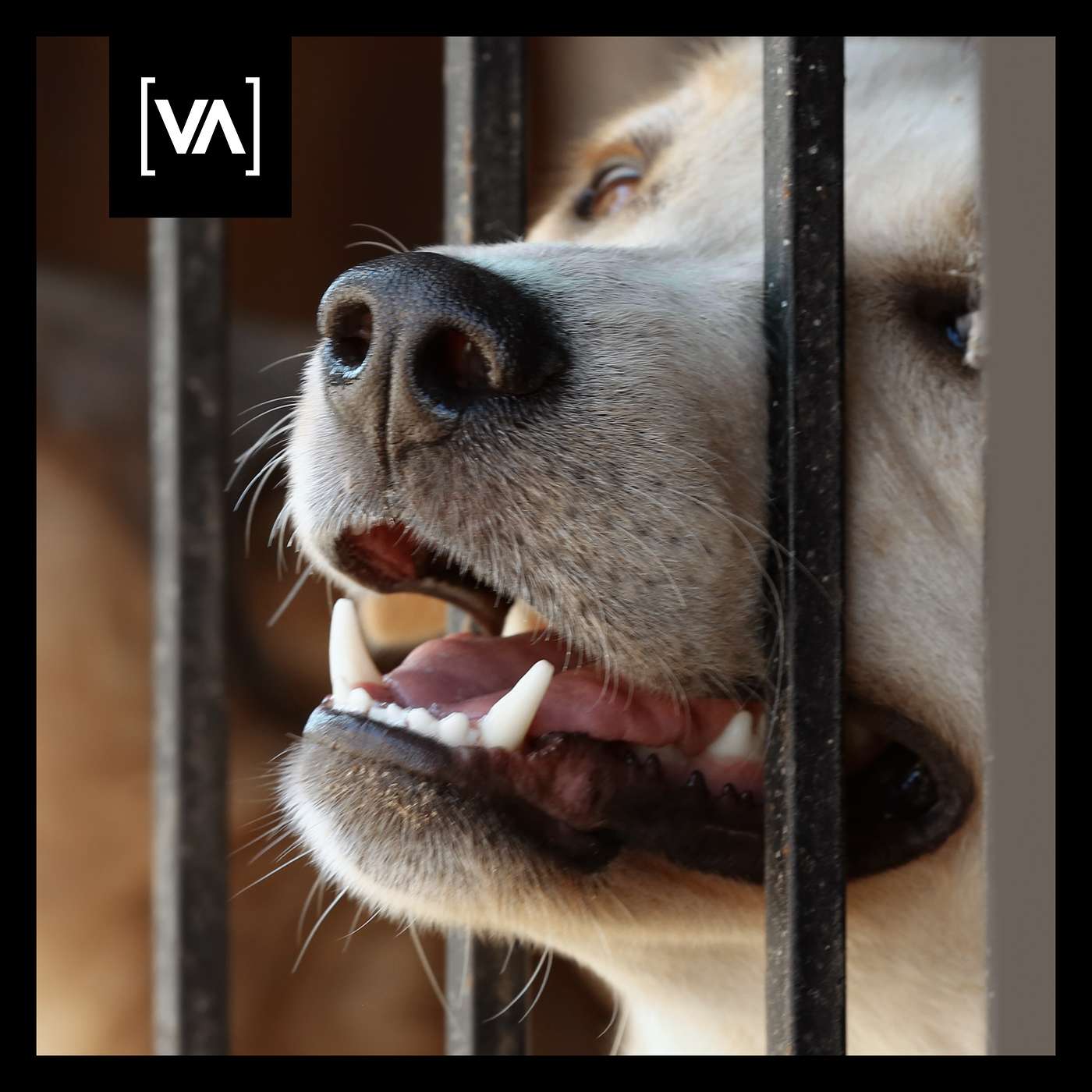 Hunde retten aus dem Ausland – gut gemeint oder verantwortungslos? Episode 14