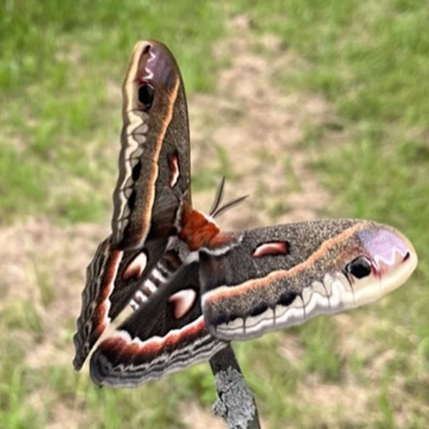 Native butterfly recovery projects Native butterfly recovery projects