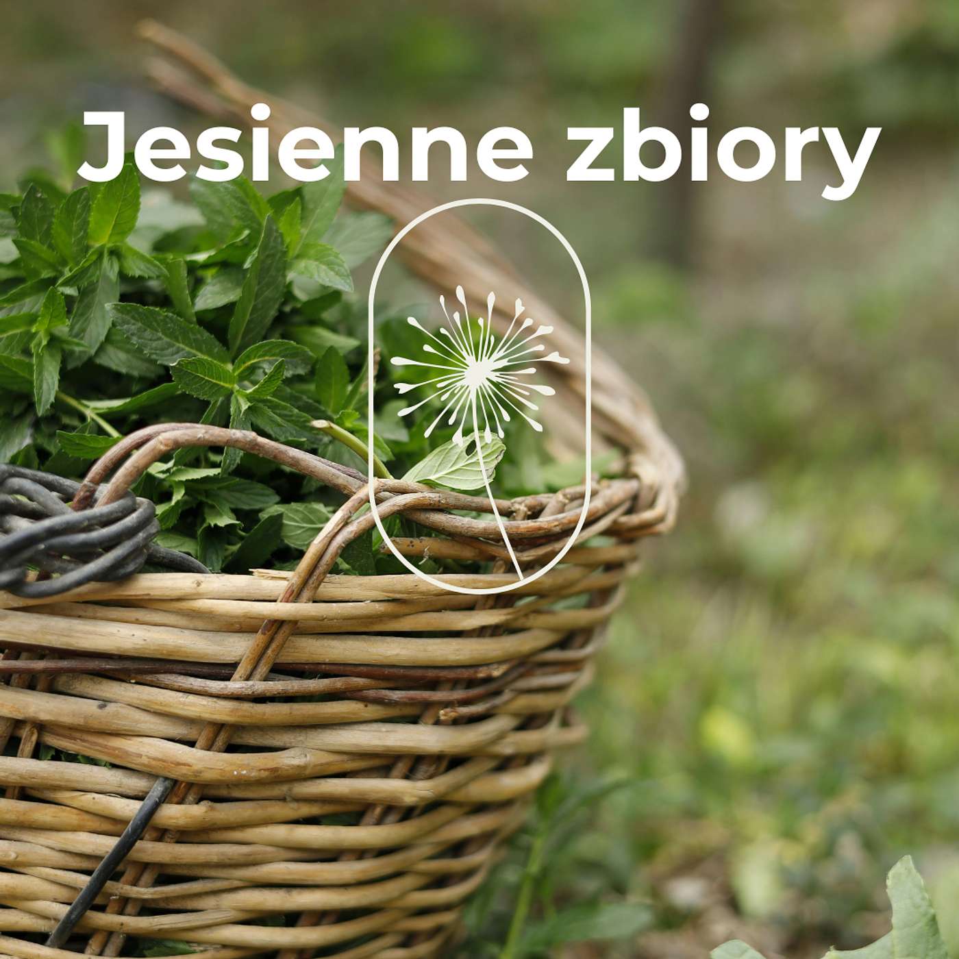 05 Jesienne zbiory