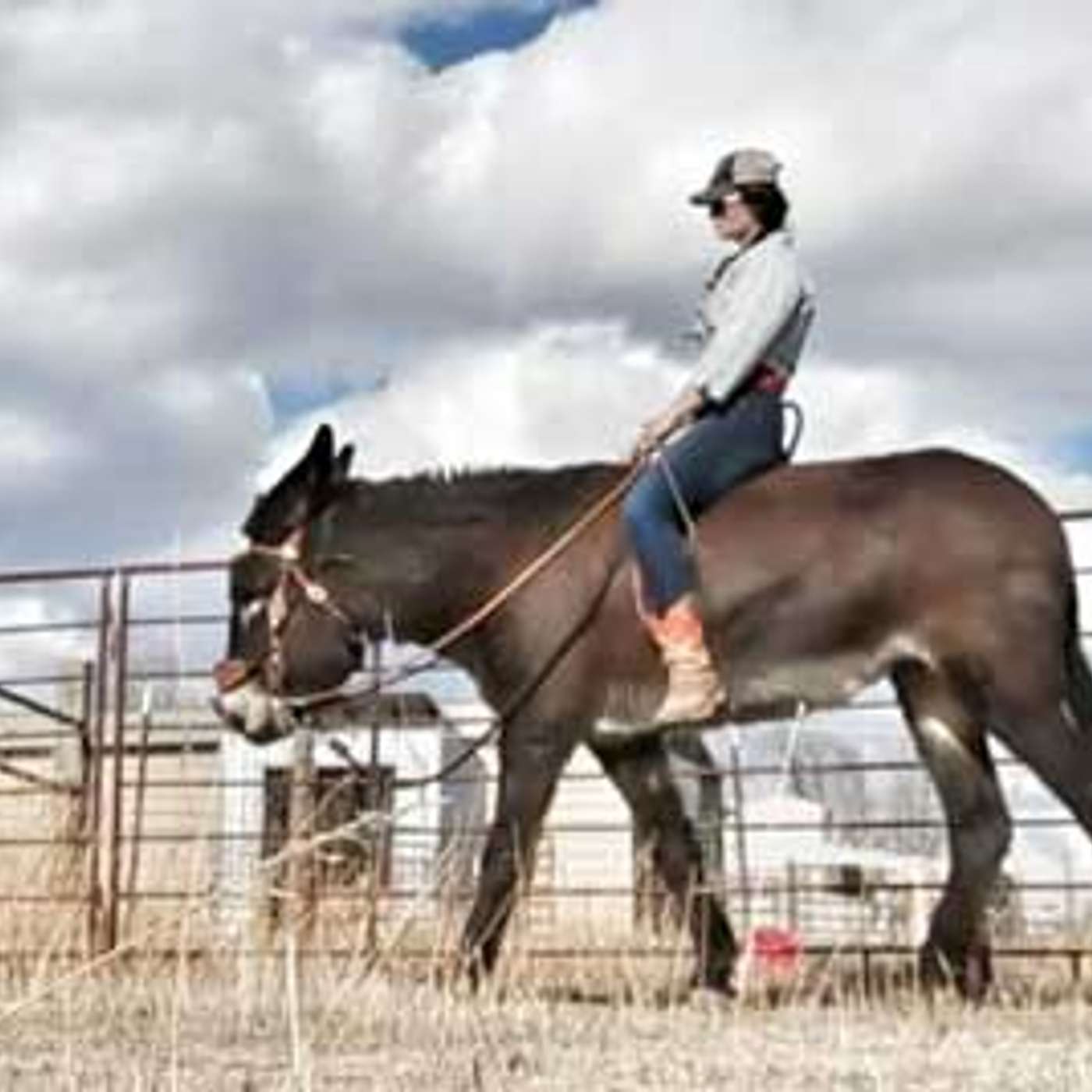 DONKEY TRAINER - AUTHOR - RACHEL ANN FROM HEE-HAW HALFWAY HOUSE DONKEY RESCUE episode artwork