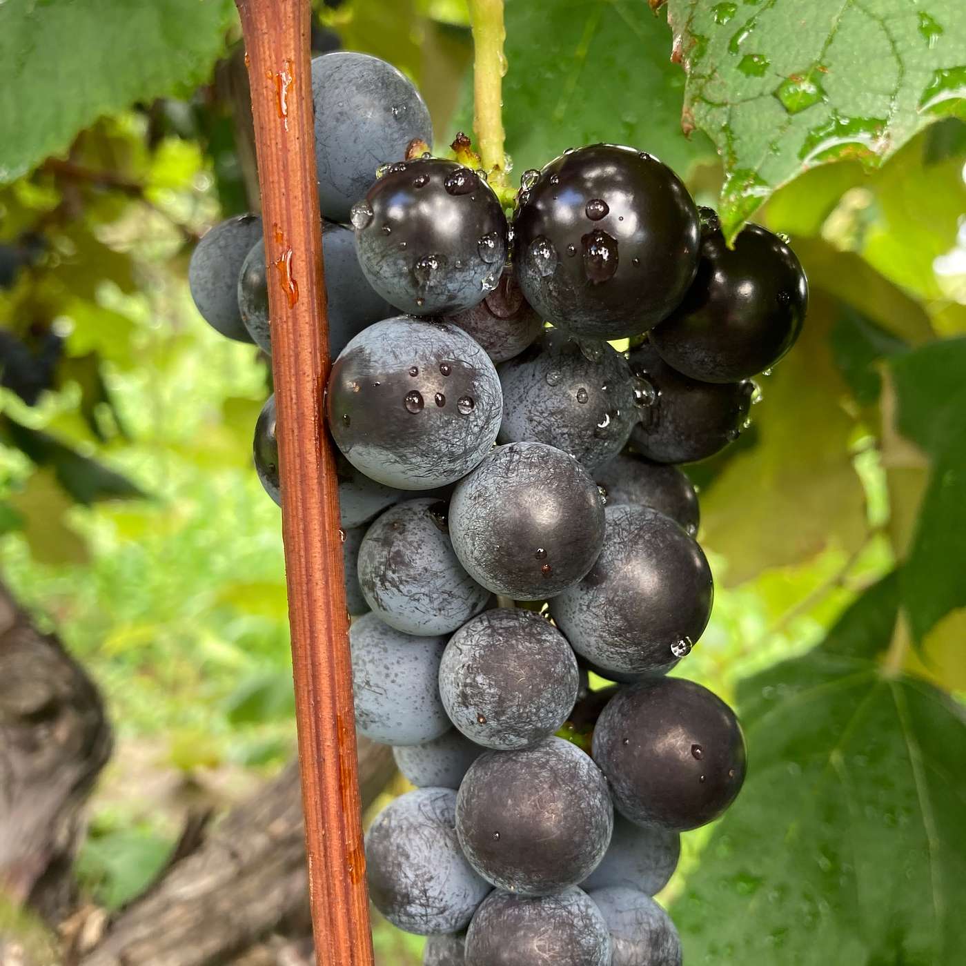 Between the Vines