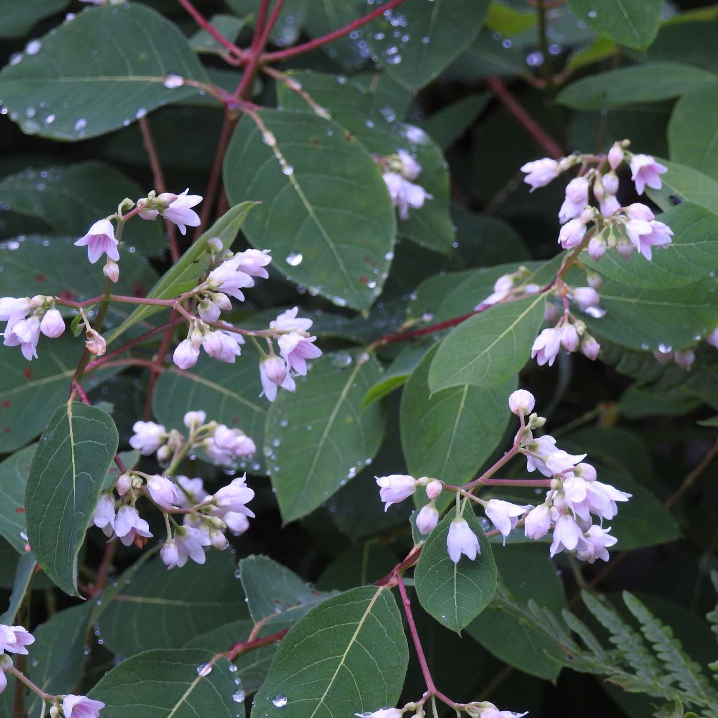 TINY FLOWER THAT FEEDS A LOT OF INSECTS