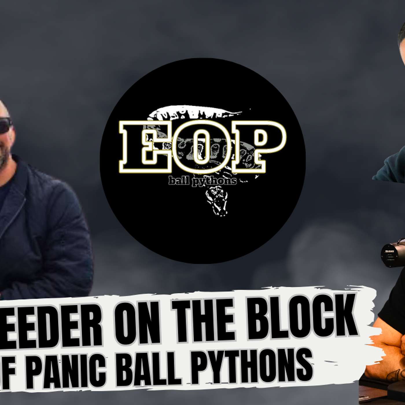 WHEN YOU CAN EXPECT TO MAKE ANY PROFIT BREEDING BALL PYTHONS | NEW BREEDER ON THE BLOCK LIVE
