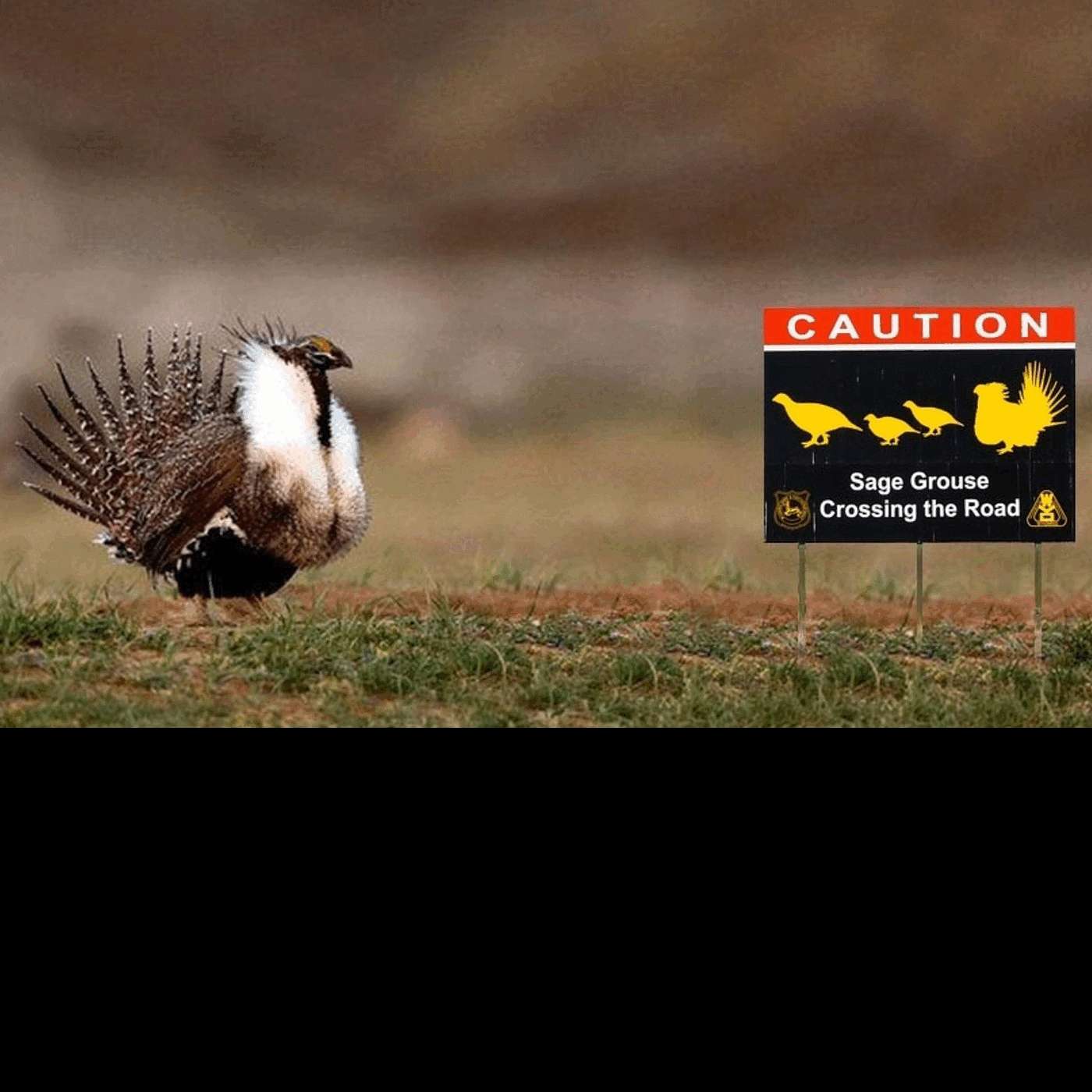 E176: Robert Gordon - Endangered Species Act – Government Fraud Extraordinaire (3 of 4) E176: Robert Gordon - Endangered Species Act – Government Fraud Extraordinaire (3 of 4)