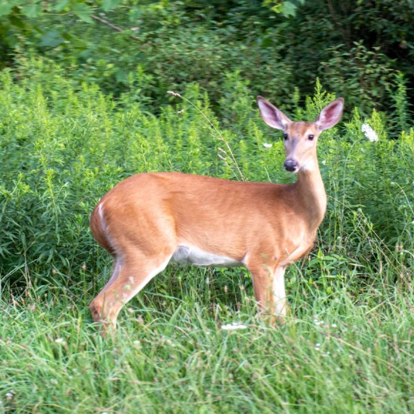 Reprise: DNR boosts hunting to help farmers, reduce car-deer crashes