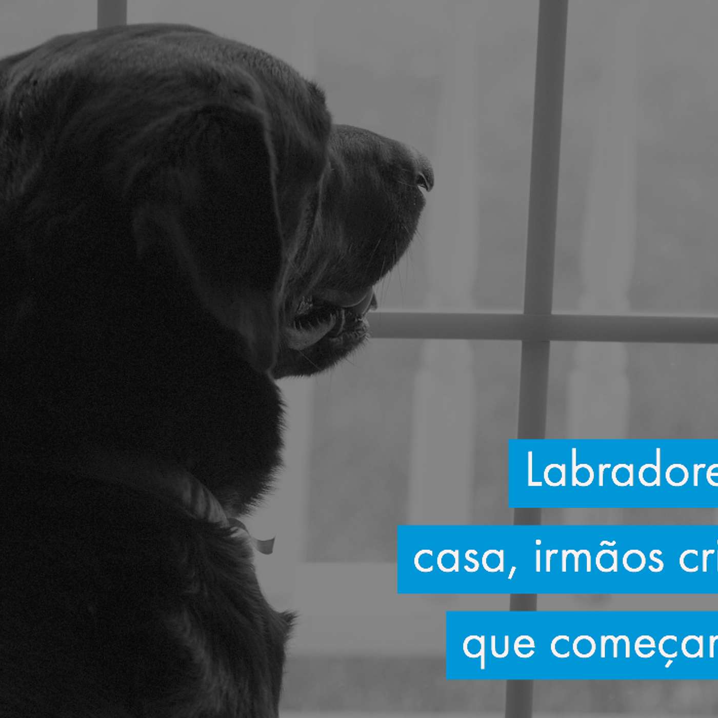 Labradores da mesma casa, irmãos criados juntos, que começaram a brigar. episode artwork