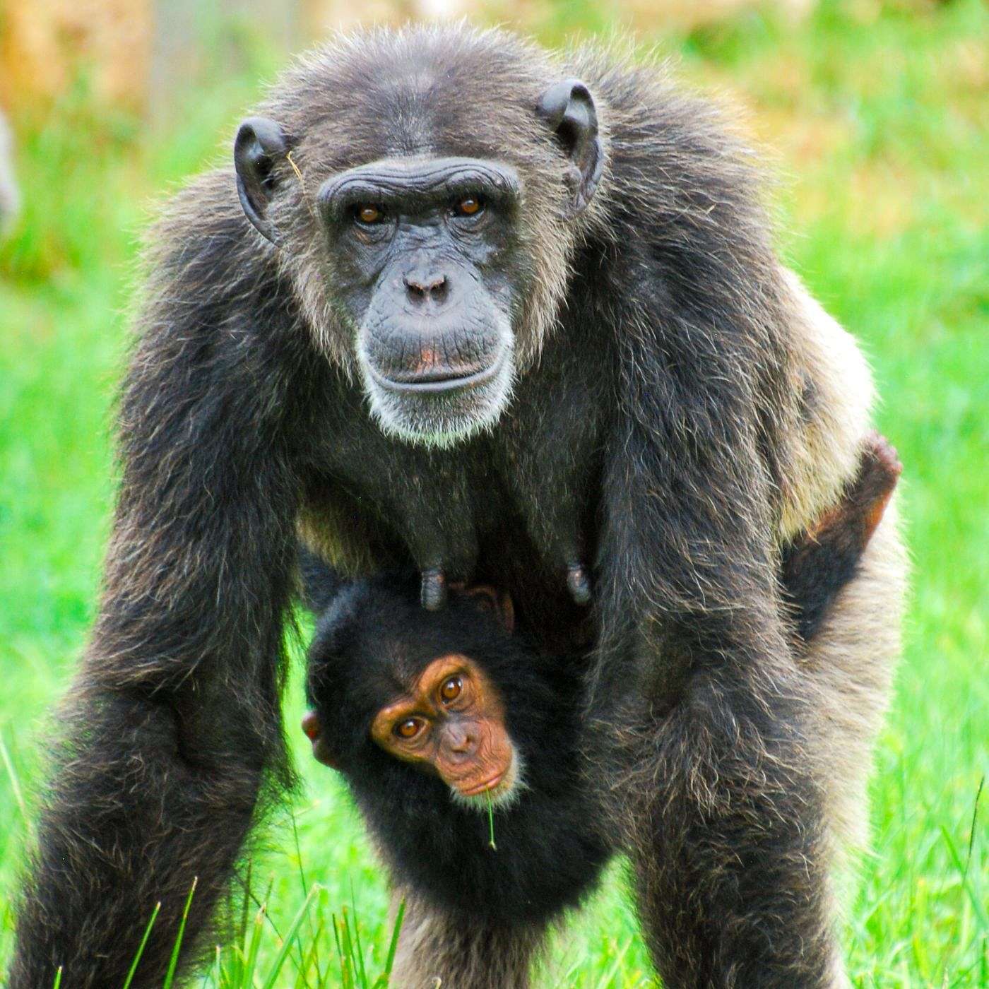 10. Hwange (Chimpanzees and Gibbons) episode artwork