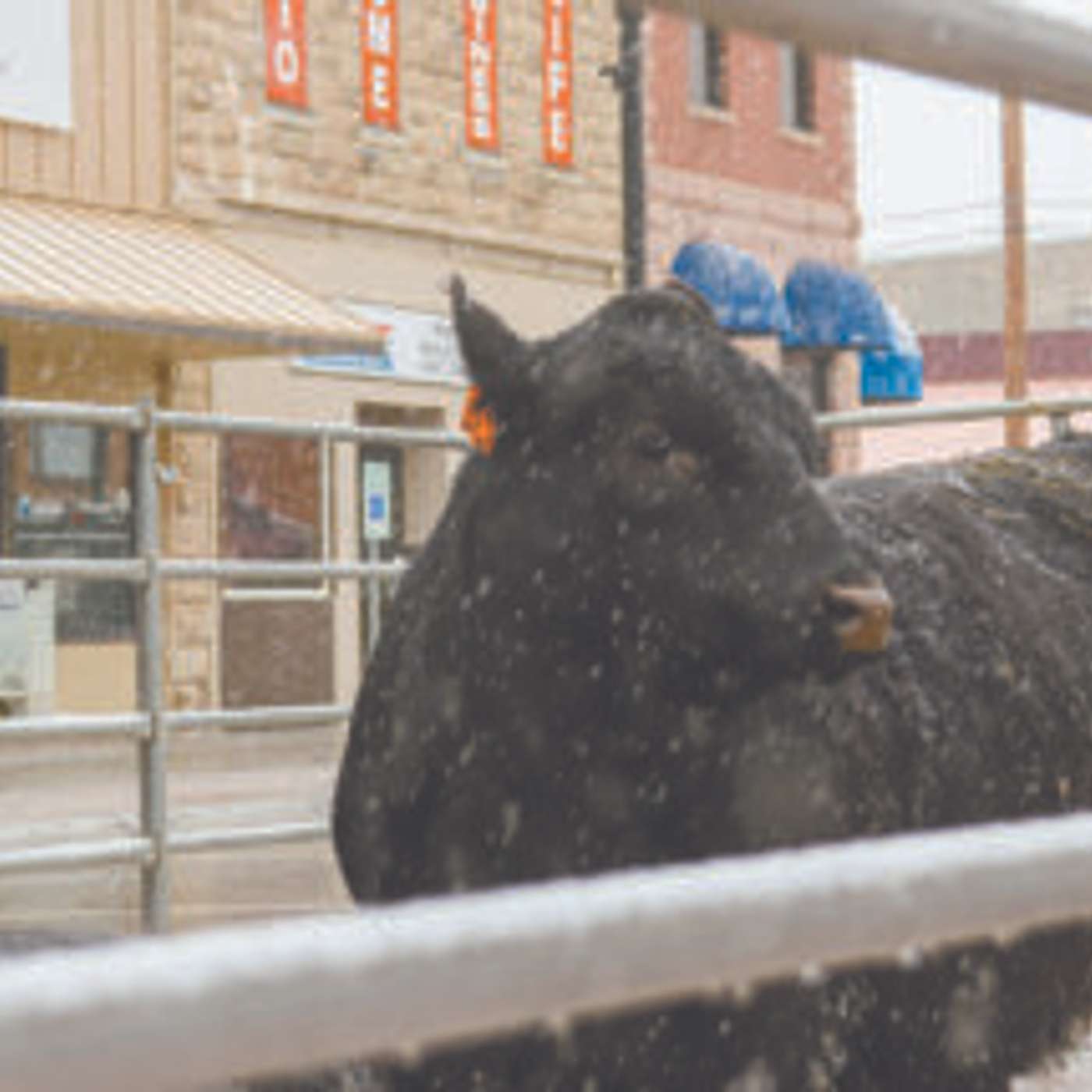 Head to the Heart City Bull Bash for Valentine's Day