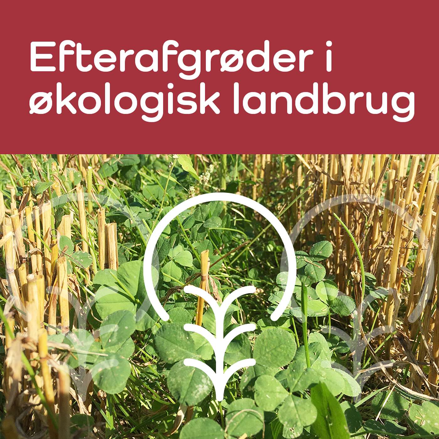 ØKO-LYD - Efterafgrøder i økologisk landbrug - 1:2