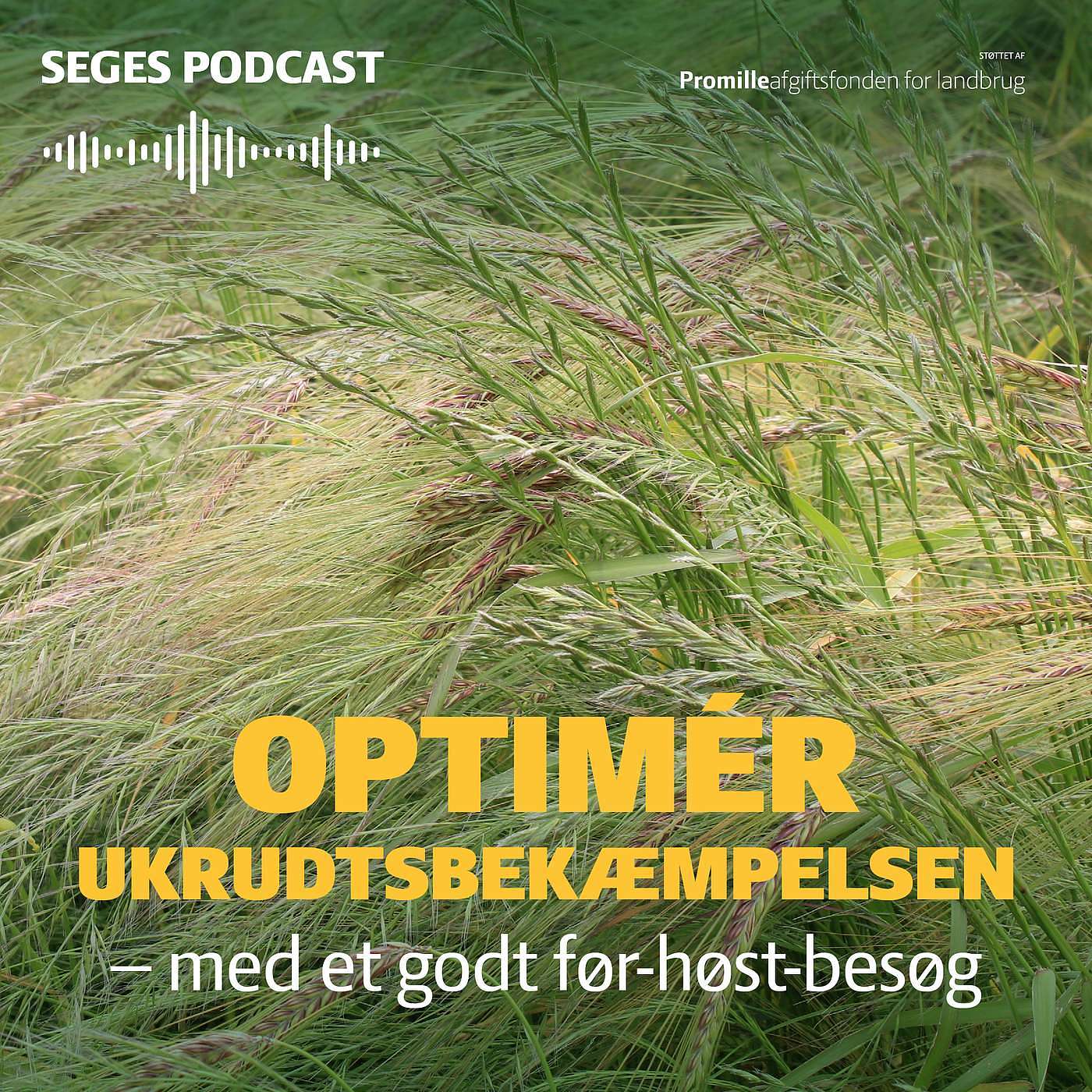 Din Mark Lige Nu: Det gode før høst-besøg i et tørt år Din Mark Lige Nu: Det gode før høst-besøg i et tørt år