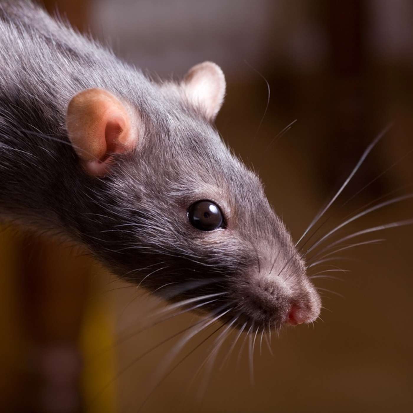 'Detroit in Black and White:' Rats in Detroit and Landlord Obligations episode artwork