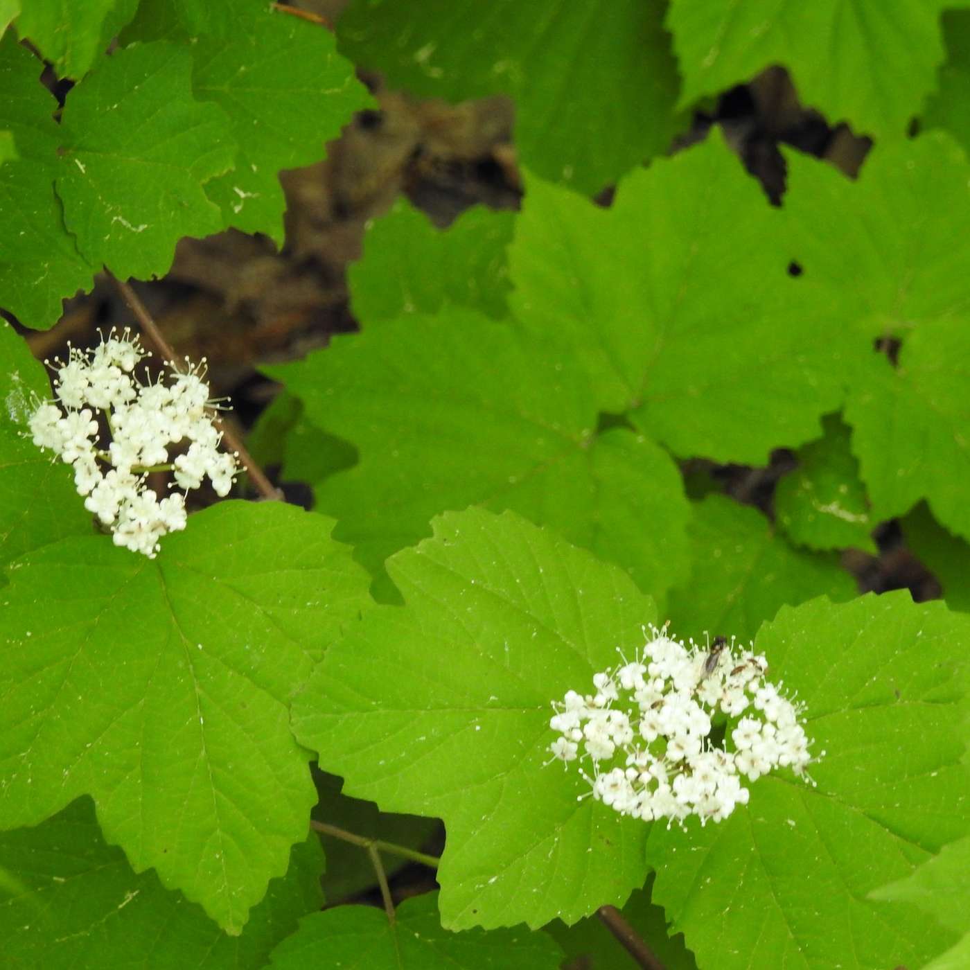 LITTLE DISCOVERIES ALONG THE TRAILS