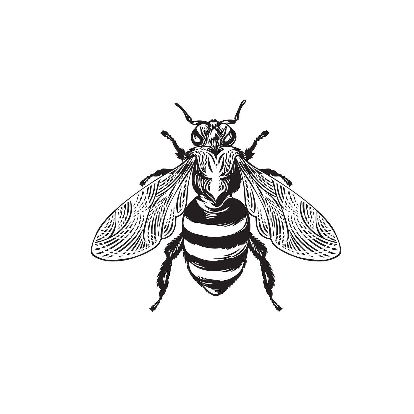 How to attract butterflies, bees and other useful insects into the garden.