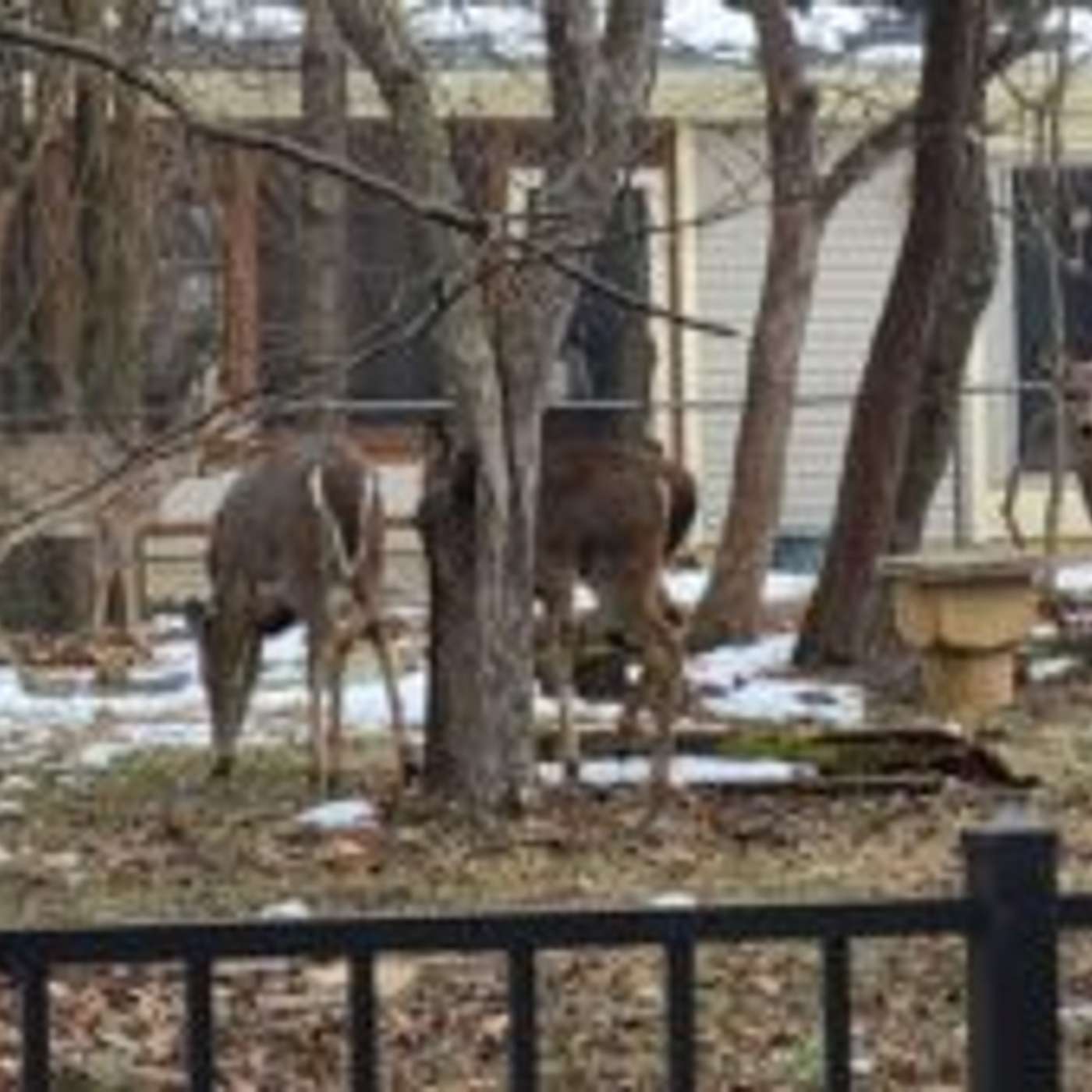 Officials seek solutions to deer problem in Columbus episode artwork