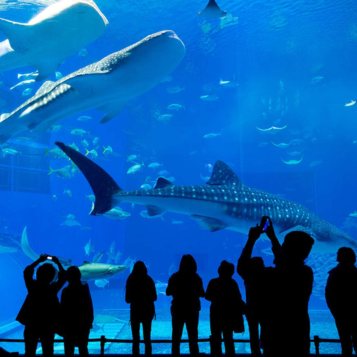 HAVE A PORTABLE POWER STATION FOR YOUR AQUARIUM DURING A POWER CUT