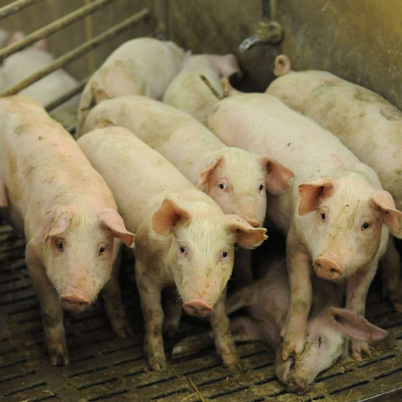 How does Air Pollution from Factory Farming affect the Environment?
