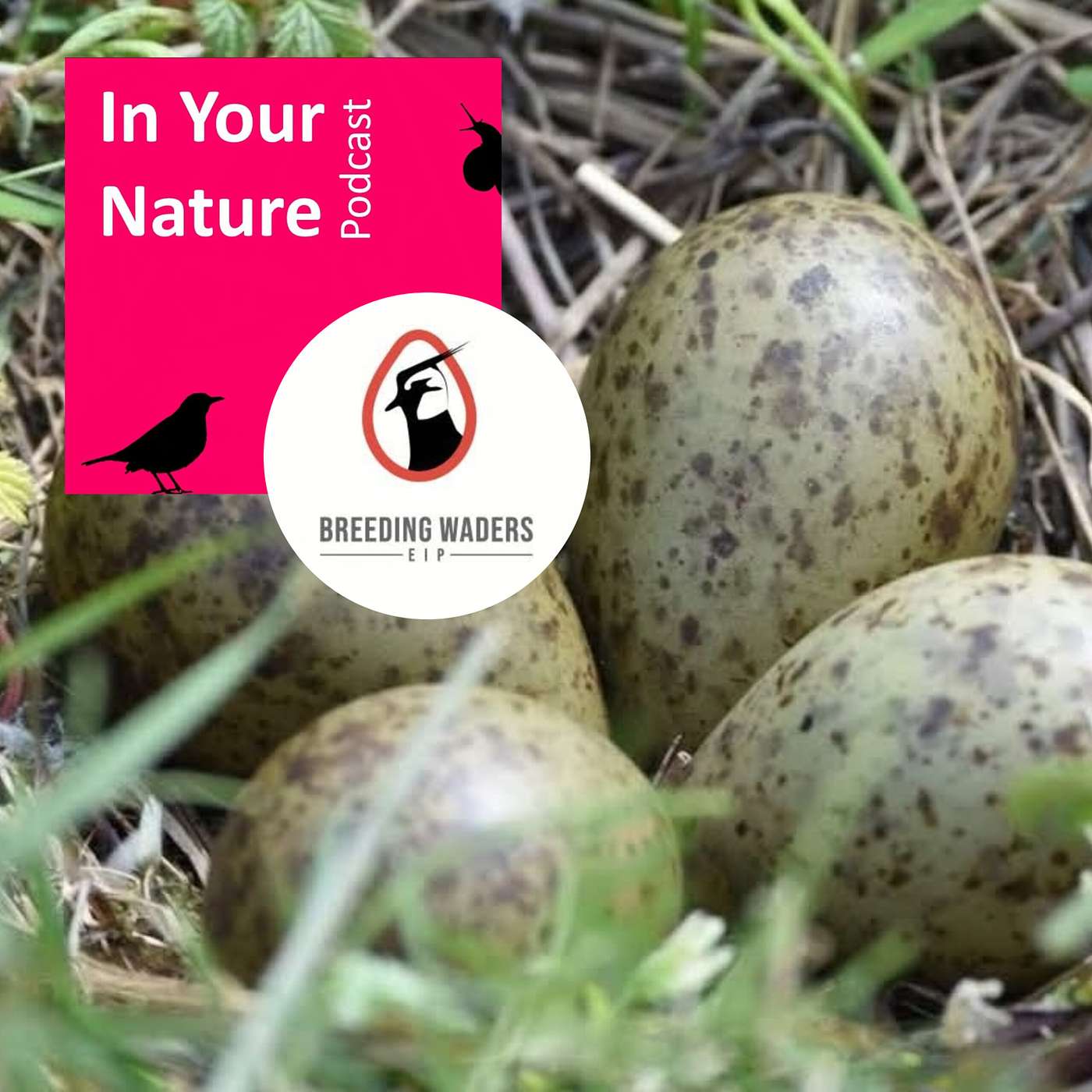 In Your Nature Ep 59 - Breeding Waders EIP