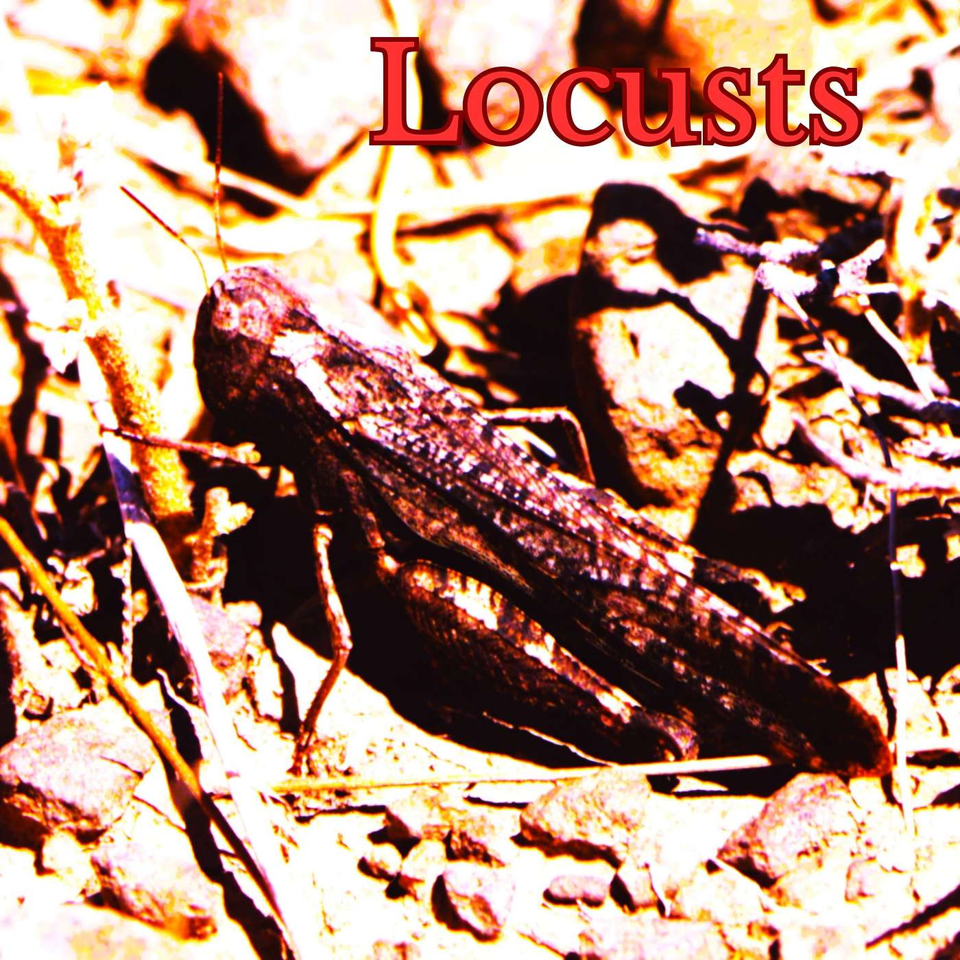 Locusts episode artwork