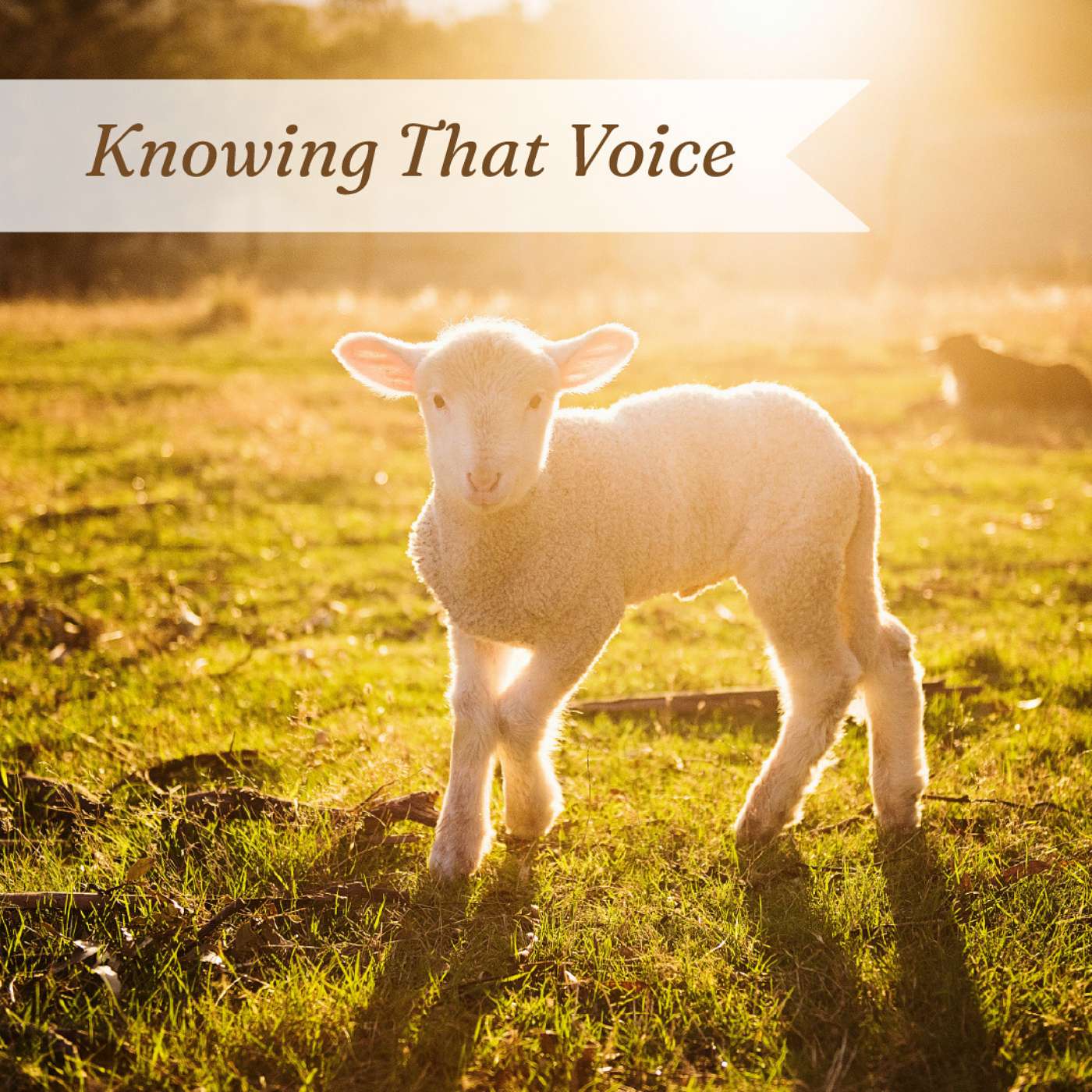 4-26-26 Knowing That Voice [Stories that Matter] (Fourth Sunday of Easter) episode artwork
