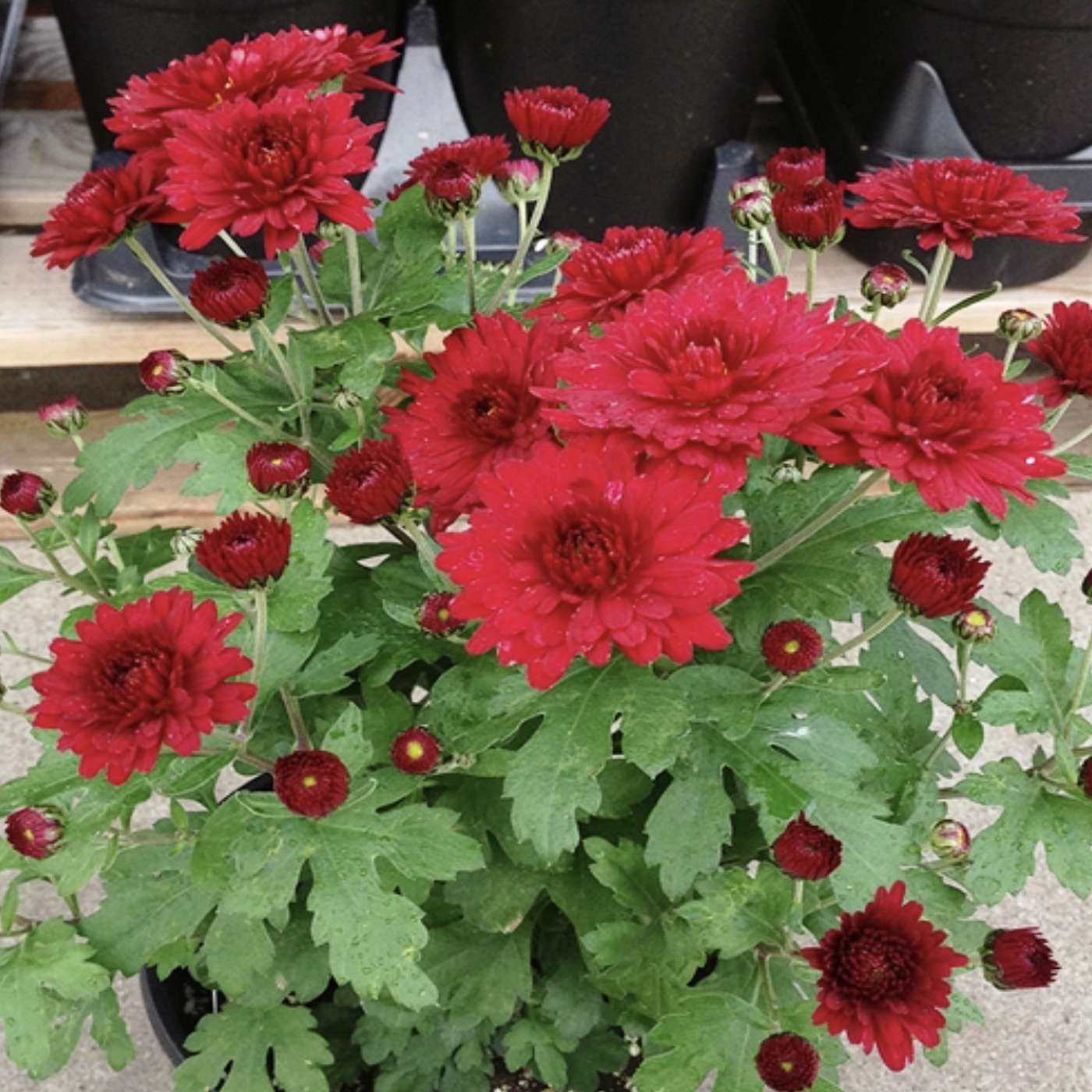 Top 10 Mums for Autumn Gardens