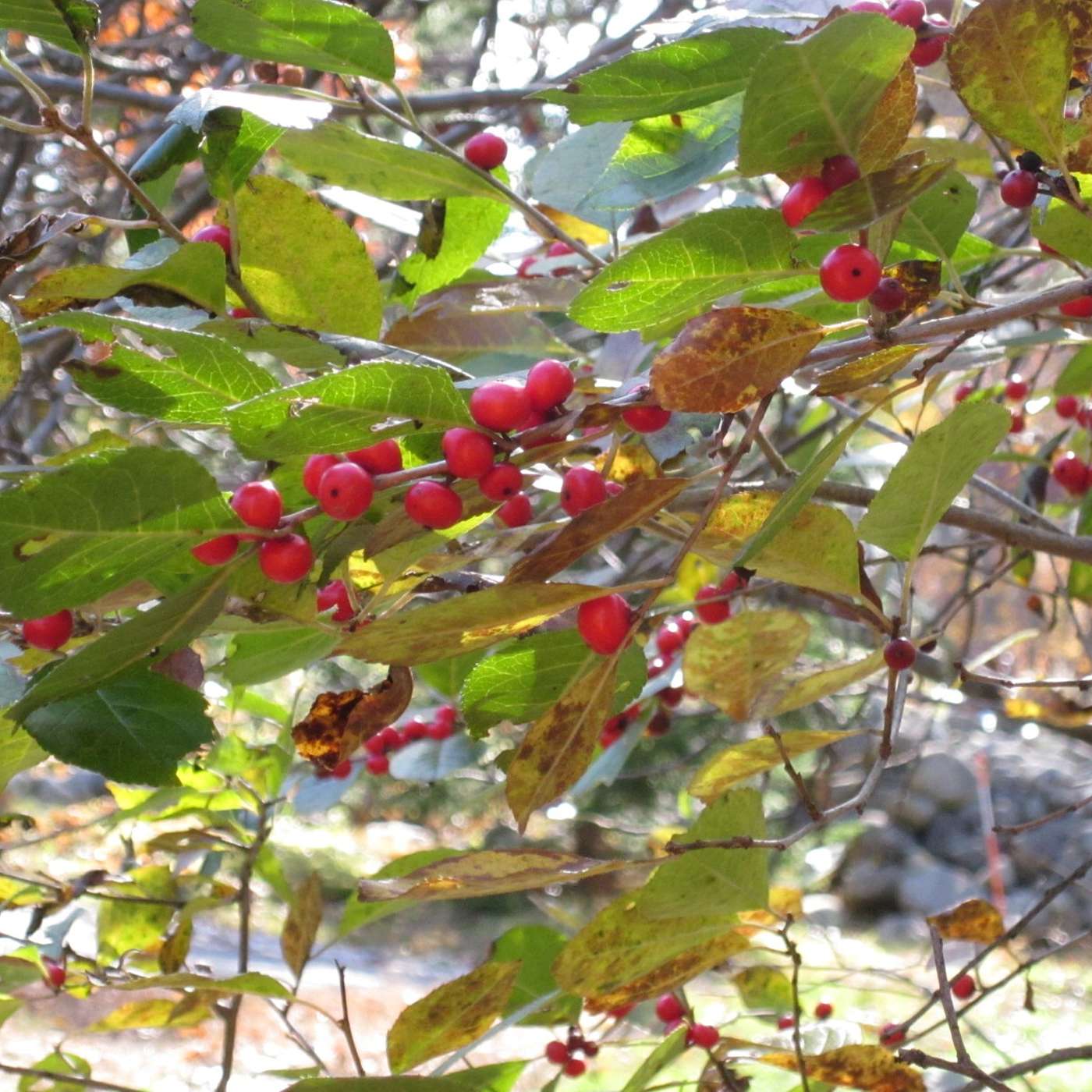 RED BERRIES