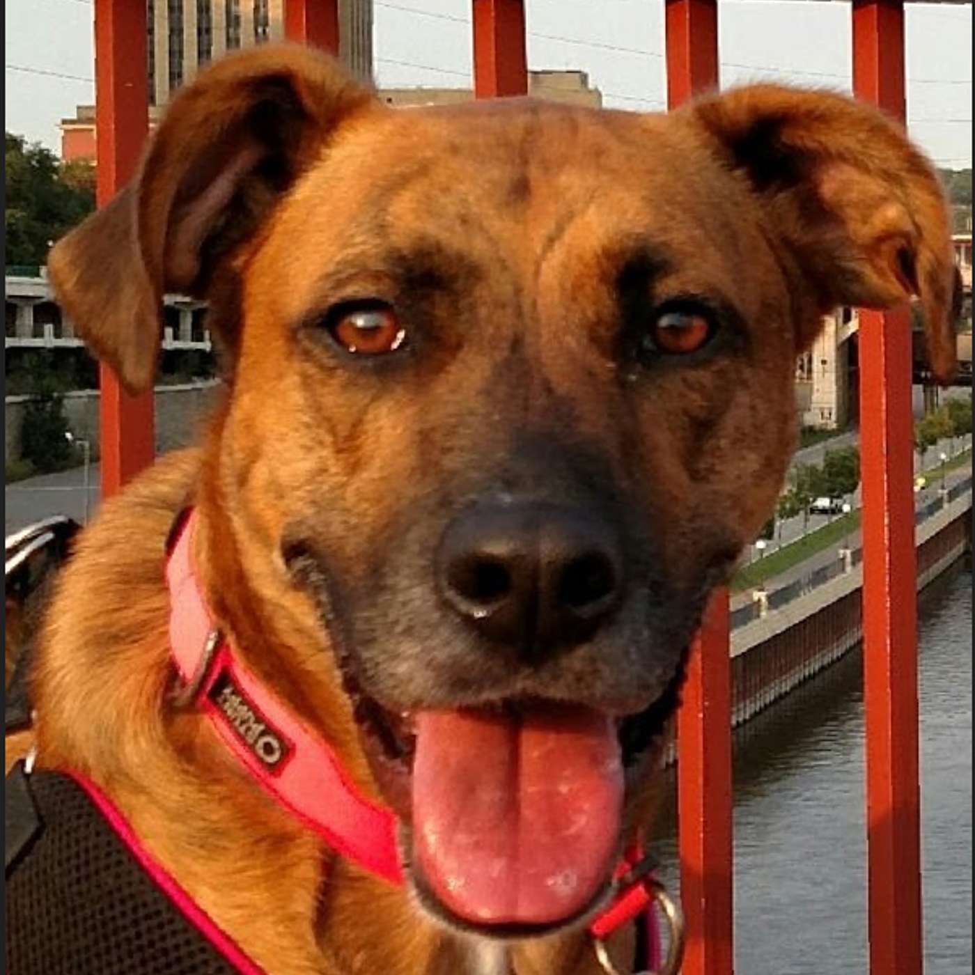 The Weekly Feed cover art