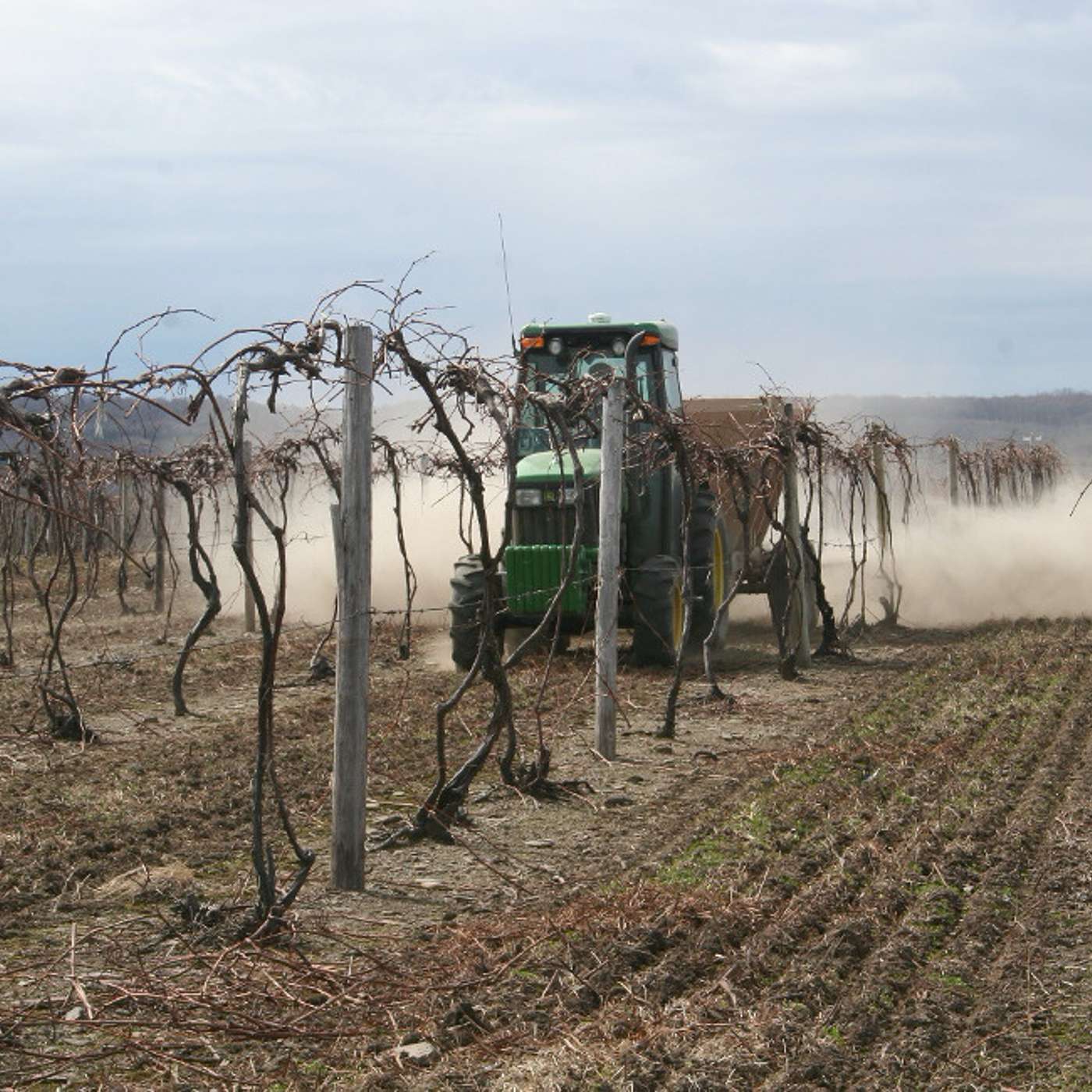 Between the Vines