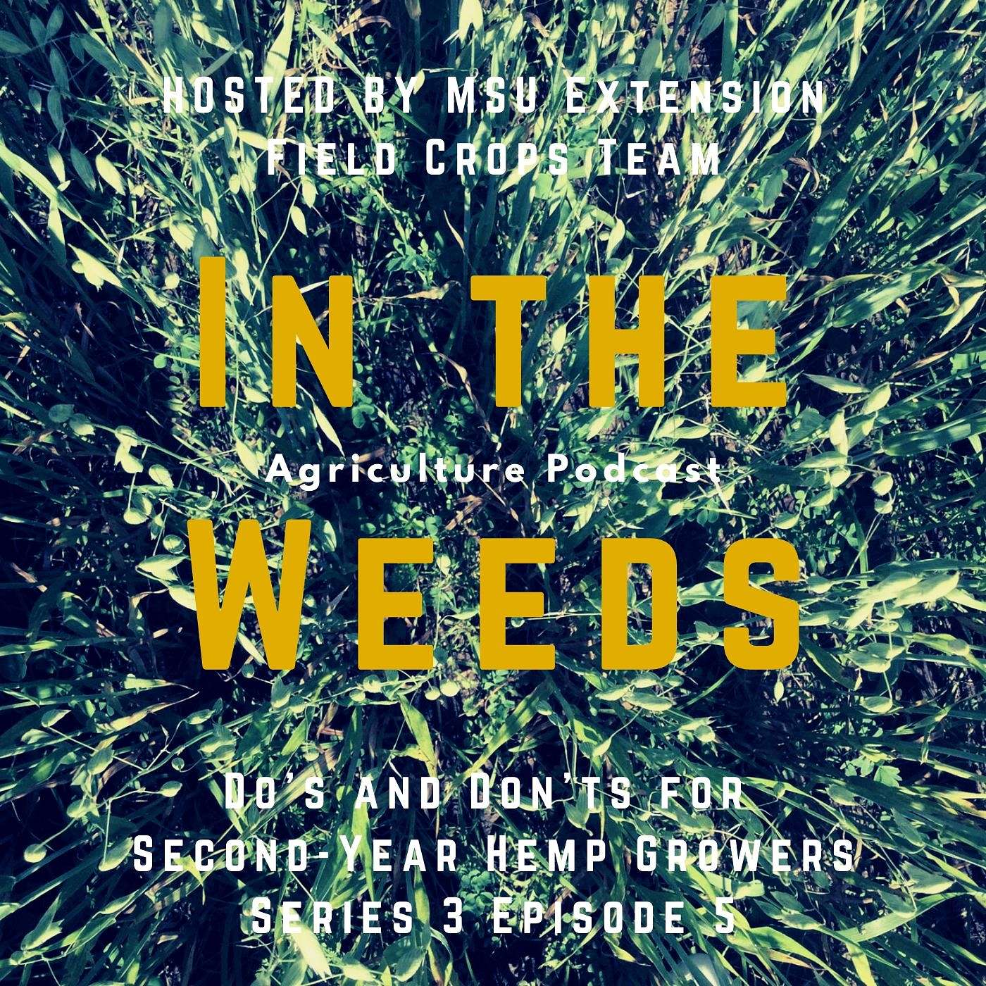 In the Weeds: Do’s and Don’ts for Second-Year Hemp Growers episode artwork