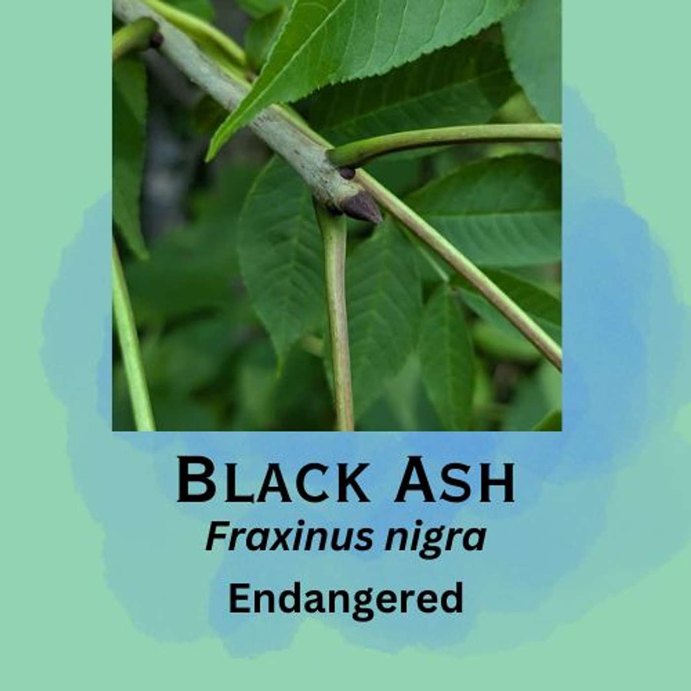 Black Ash: An Elusive Tree