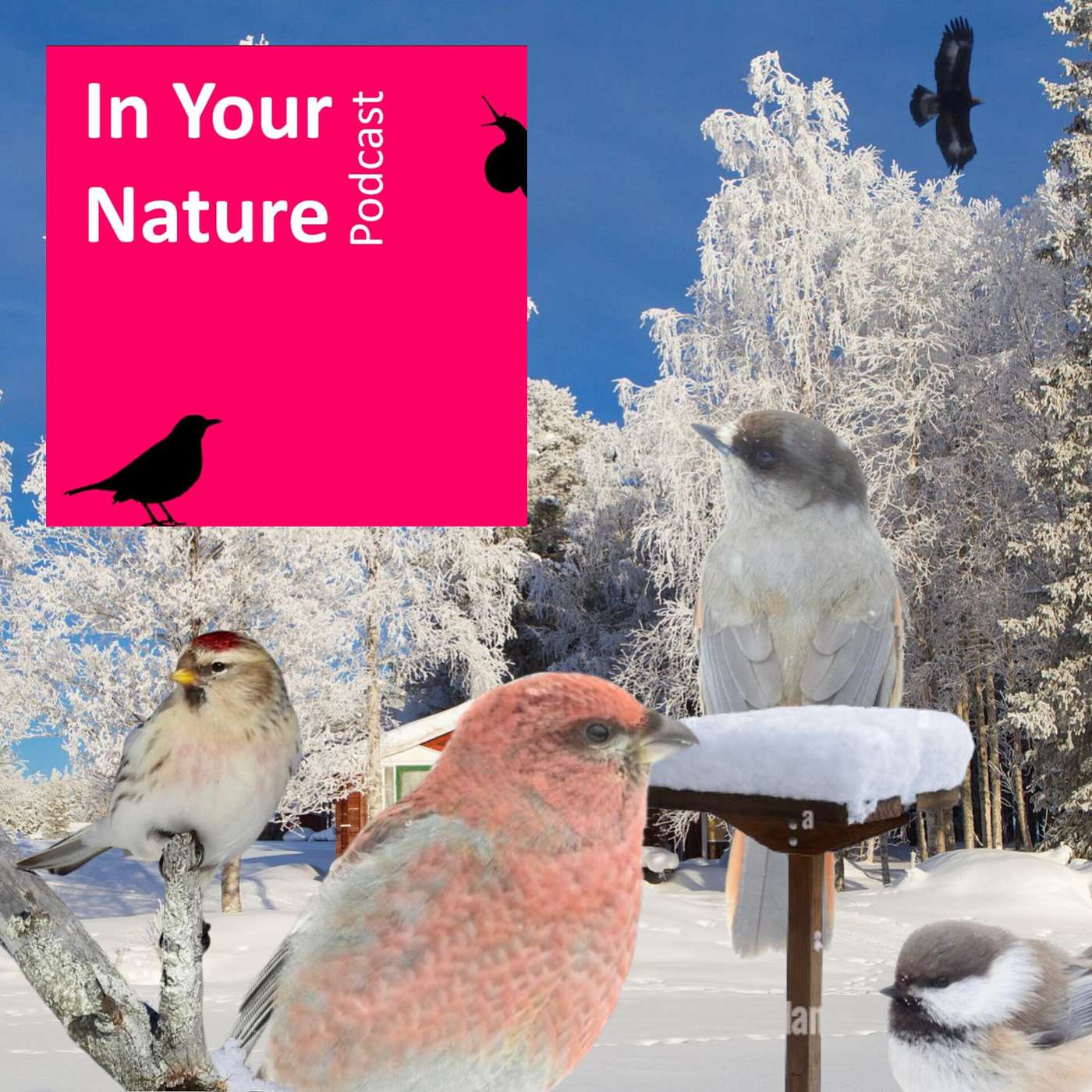 In Your Nature Ep 49 - What's at Santa's Bird Table