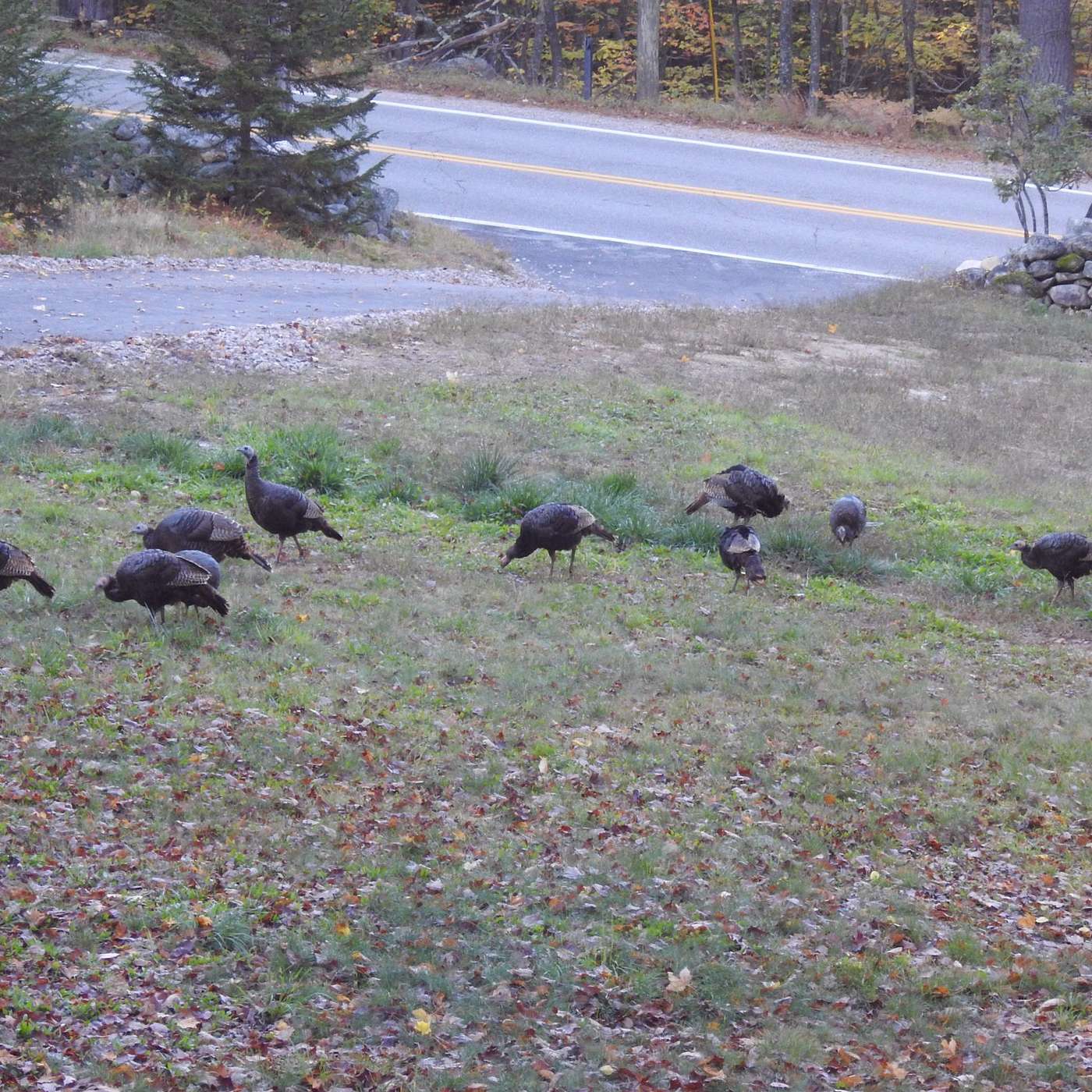 FEEDING THE FLOCK