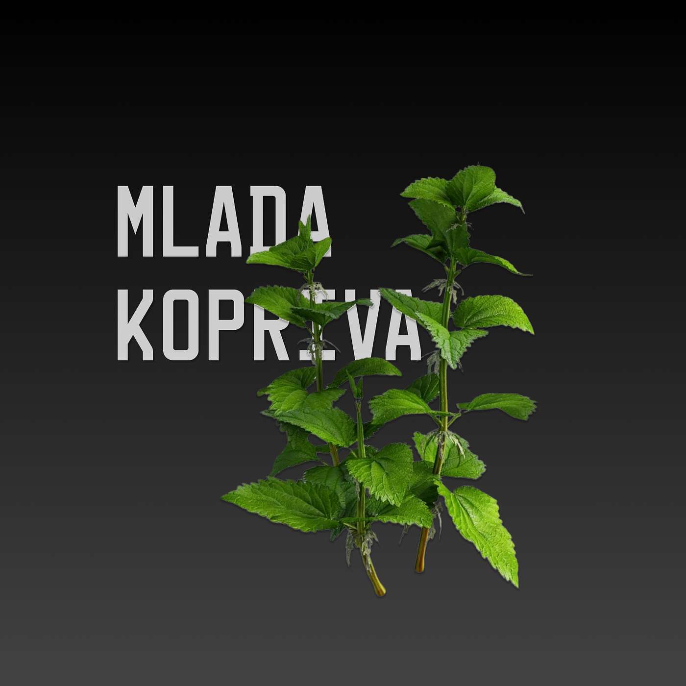 MLADA KOPRIVA