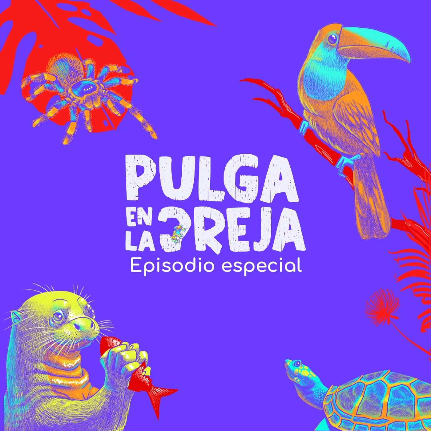 Pulga en la Oreja