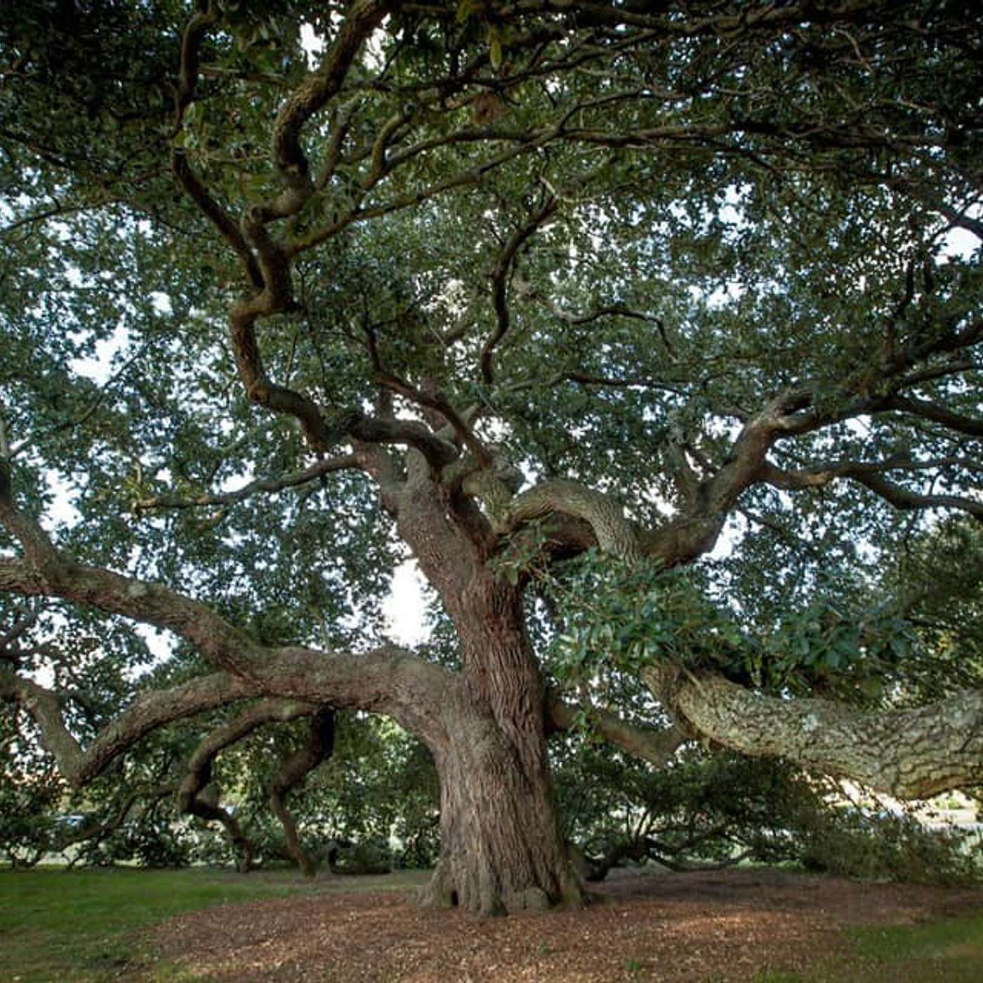 This Old Tree