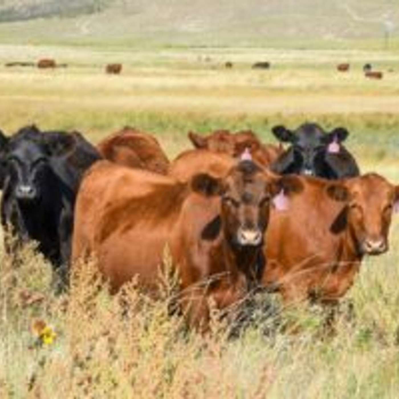 What Heifers Will Fit My Forage Resources?