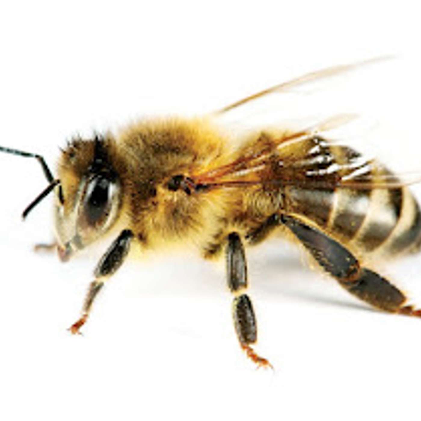 Episodio 773: ¿Porqué Velas De Ceras de Abeja? TRES Dias De Oscuridad / La IGLESIA y Las Abejas con Luis Roman episode artwork