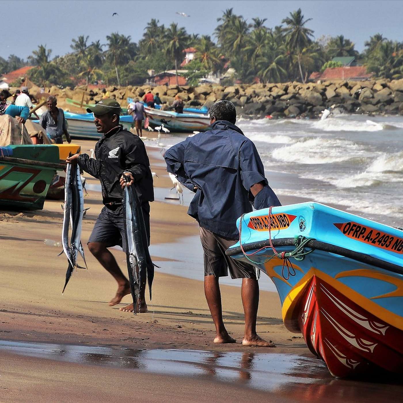 SSD 185 - Guinée : Une maladie sème la débandade chez les pêcheurs episode artwork