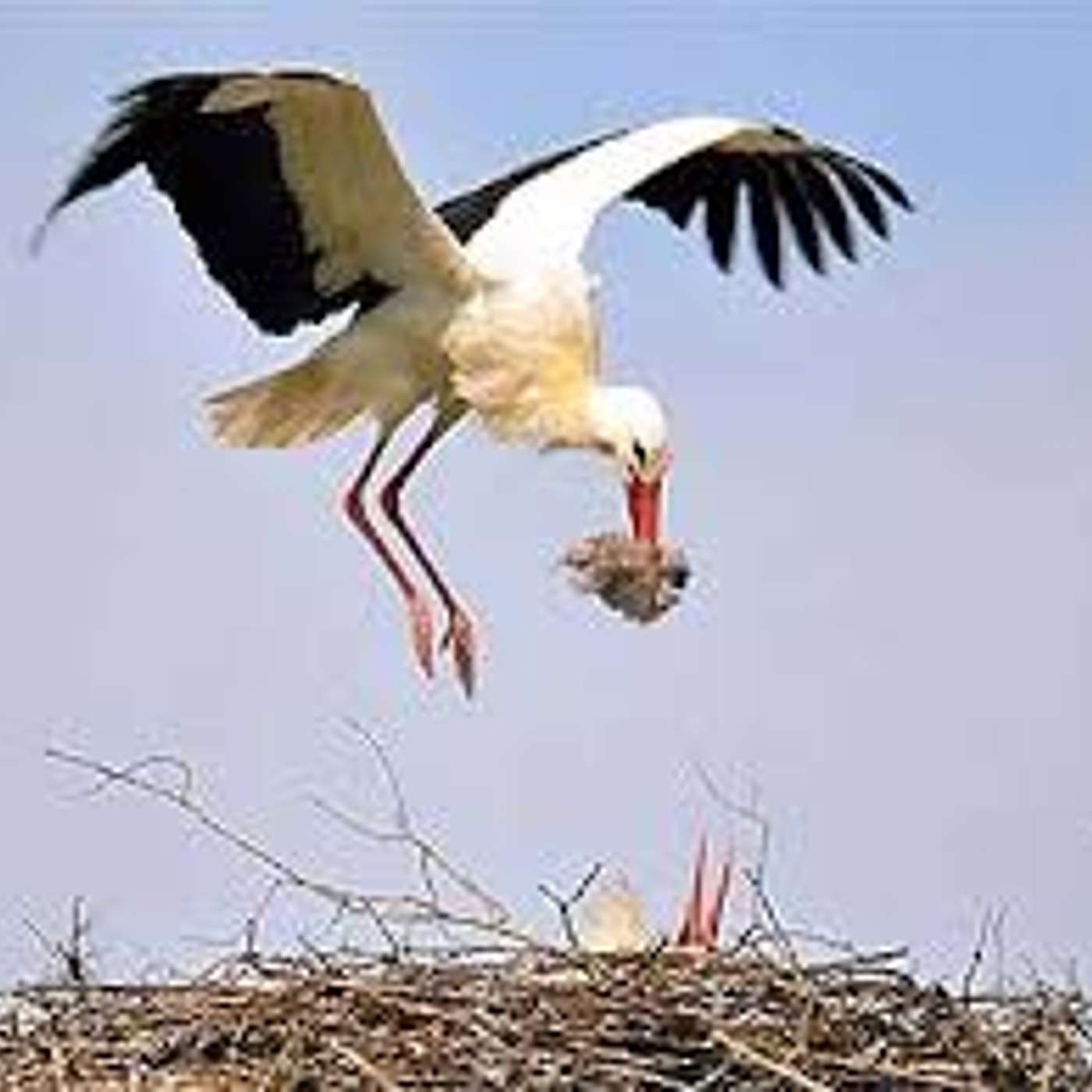 Le cicogne: perché portano i bambini?   di Lucia Orlandi