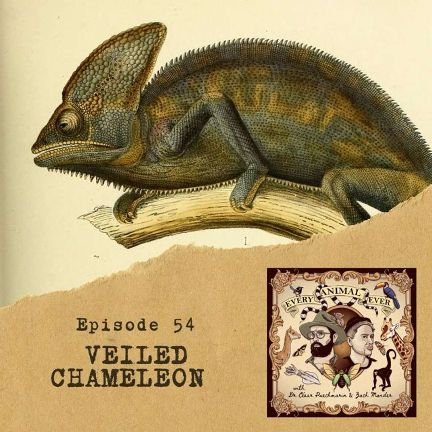 54 - Veiled Chameleon