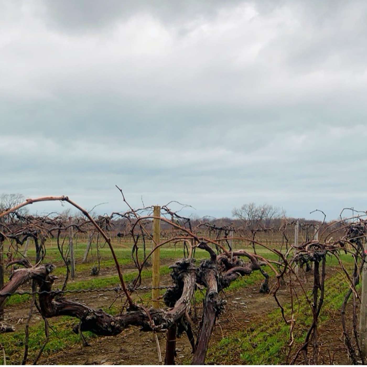 Between the Vines
