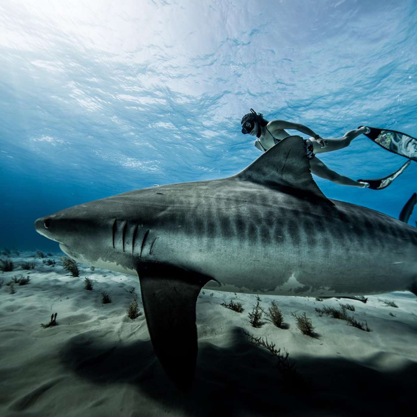 So You Want to Be a Marine Biologist
