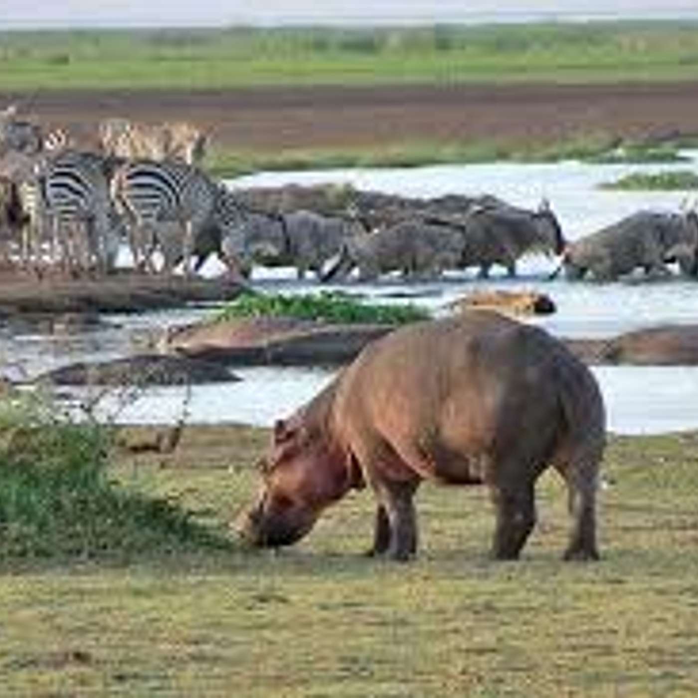 AFROSAFARI MEDIA