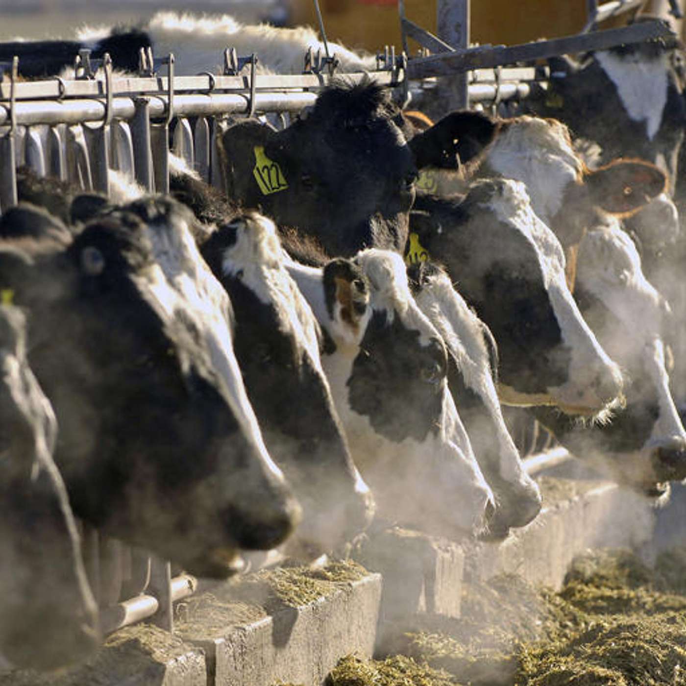 CDC confirms Nevada dairy worker infected with different bird flu strain episode artwork